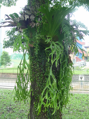 STAGHORN FERN - KNOW YOUR DILLENIA - SINGAPORE FLORA